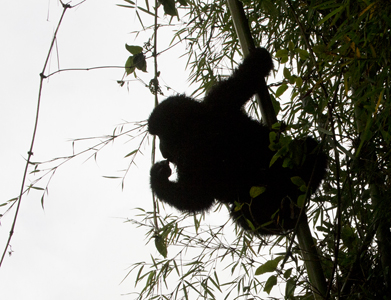 gorilla